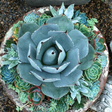 G A R D E N - Succulent Love