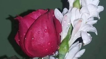 Rahul Landscaping Tree Services