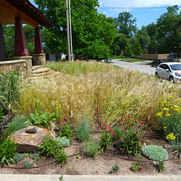 Pi House winter wheat ag "lawn"