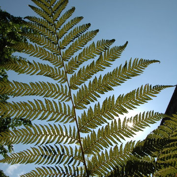 Fern leaf
