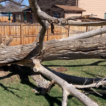 Emergency Tree Removal