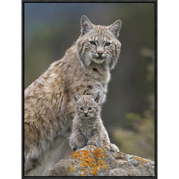 "Bobcat mother and kitten, North America"  by Tim Fitzharris, 19x25"