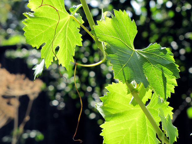 Grape leaves