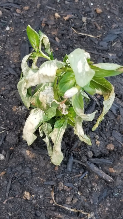 Need help with vinca dying