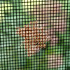 What laid these eggs?