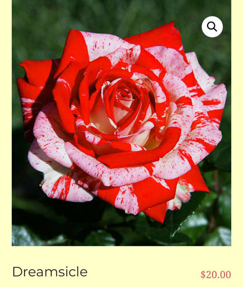 Some Dave Bang’s roses listed at ForLoveOfRoses