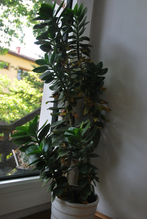 Trimming & repotting kalanchoe?