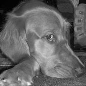 Dawn Bowles Weiss's photo