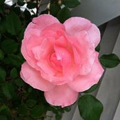 Foto von Monica DeBruycker