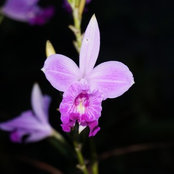 Paschal Moschiachs foto