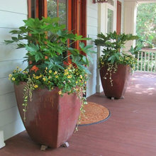 Container Plants