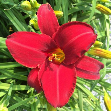 Flower Photos