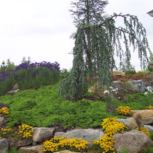 Landscape Ideas