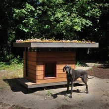 dog house