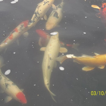 A beautiful creation & healthy koi pond