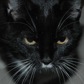 Chi Hye Williams's photo