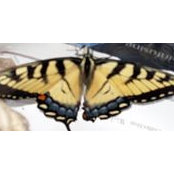 Robin Deierlein's photo
