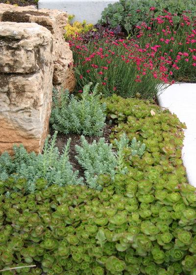 Ground Covers, Best Ground Cover For Desert Landscape
