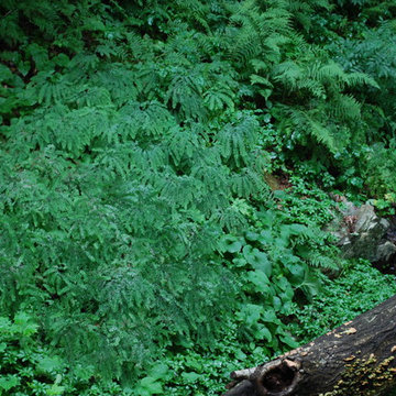 Northern maidenhair fern