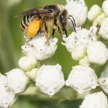 Long-Horned Bees