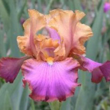 iris