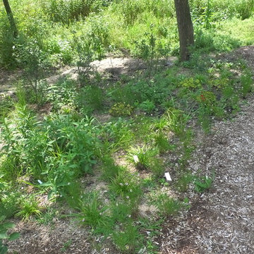 Native Pollinator Perennials