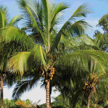 Coconut Palm