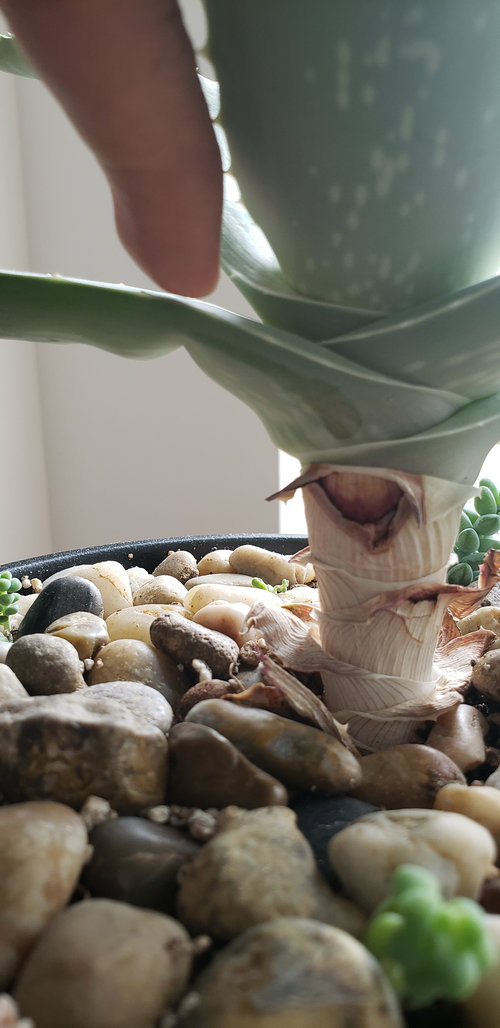 aloe vera leaves bending&hellip;