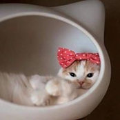 Dina Osman's photo