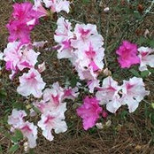 Wanda Magee's photo