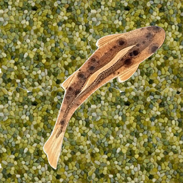 Brown trout fish tile on a olive green micro pebble shower floor mosaic stone ti