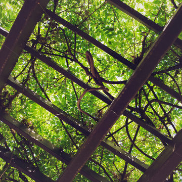 Shade Arbor with Wysteria