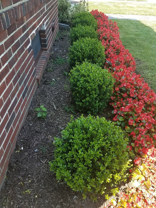 placement of boxwood