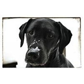 Karen Strassel's photo