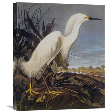 "Snowy Heron Or White Egret" Canvas Giclee by John James Audubon, 18"x22"
