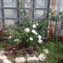 rose beds and back yard