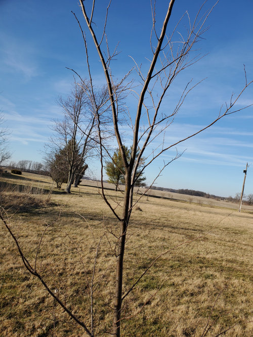 Zelkova pruning advice