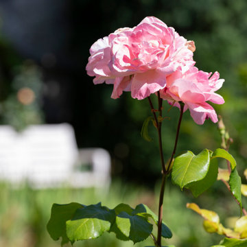Un jardin fleuri dans un monastère
