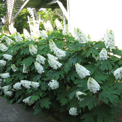 Gatsby's Gal&trade; Oakleaf Hydrangea - Plants