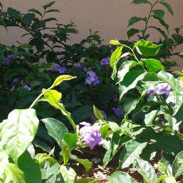 Couple’s dream Mediterranean landscape fulfilled