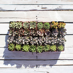 Assorted Succulent Packs - Products