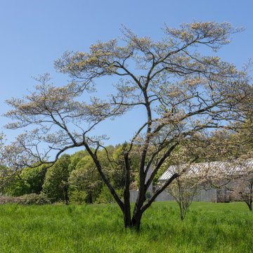 Country Fruit Tree Pruning