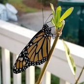 Carol Taylor's photo