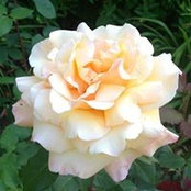 Katie Bausler's photo