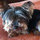 annie_molnar