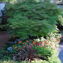 Japanese Maple