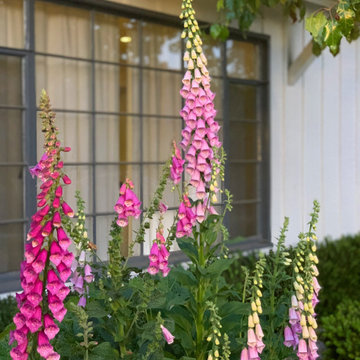 Foxgloves in the Front Garden