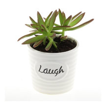 Flower (Indoor) Pot Ideas