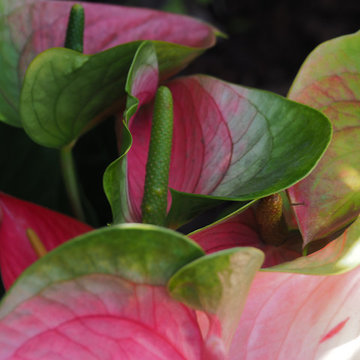Tropical Gem