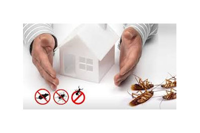 Termite Inspection And Treatment Kallaroo